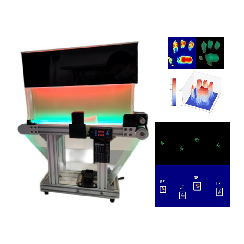 Animal Treadmill Gait Analiz System